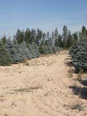 Colorado Spruce